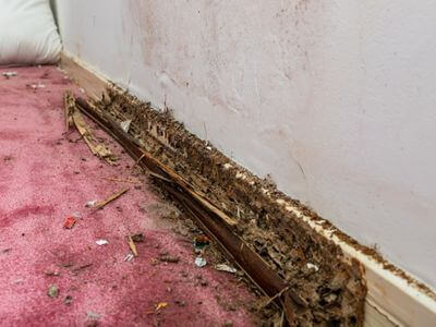 About Black Mold Removal Dardenne Prairie - black mold removal experts in Dardenne Prairie